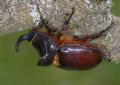 Oryctes nasicornis